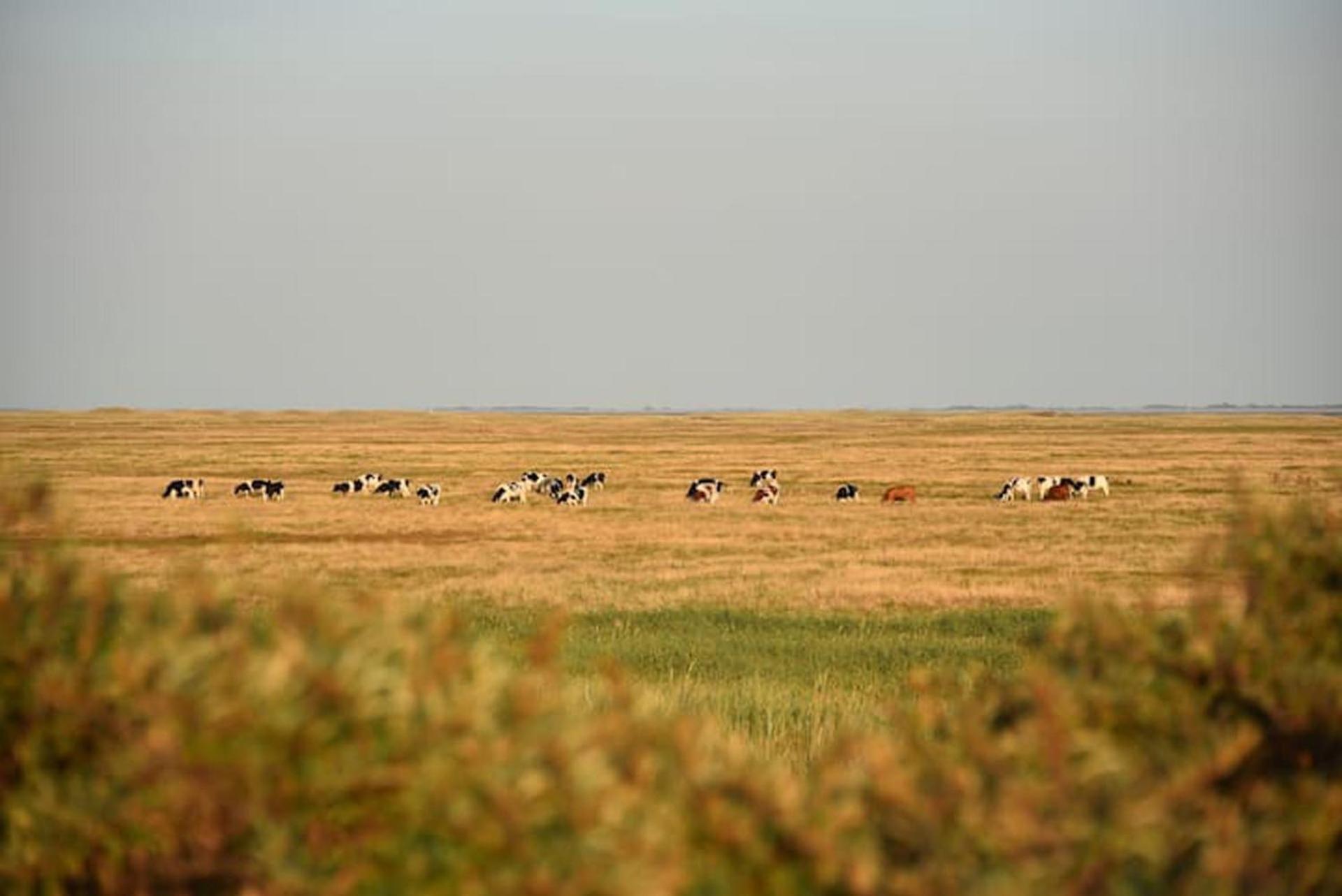 Chalet Zeester J38 Ameland Buren  Kültér fotó